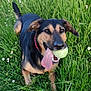animal, ball, canine, dog, field, football, grass, grassland, hound, lawn, nature, outdoors, pet, plant, puppy, soccer, soccerball, sport, tennis, tennisball