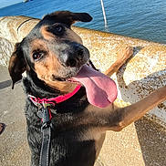Radja participe au concours pour gagner de l'argent avec cette photo : accessories, animal, beach, beagle, canine, coast, dog, germanshepherd, hound, labradorretriever, leash, nature, outdoors, pet, puppy, sea, shoreline, strap, summer, water