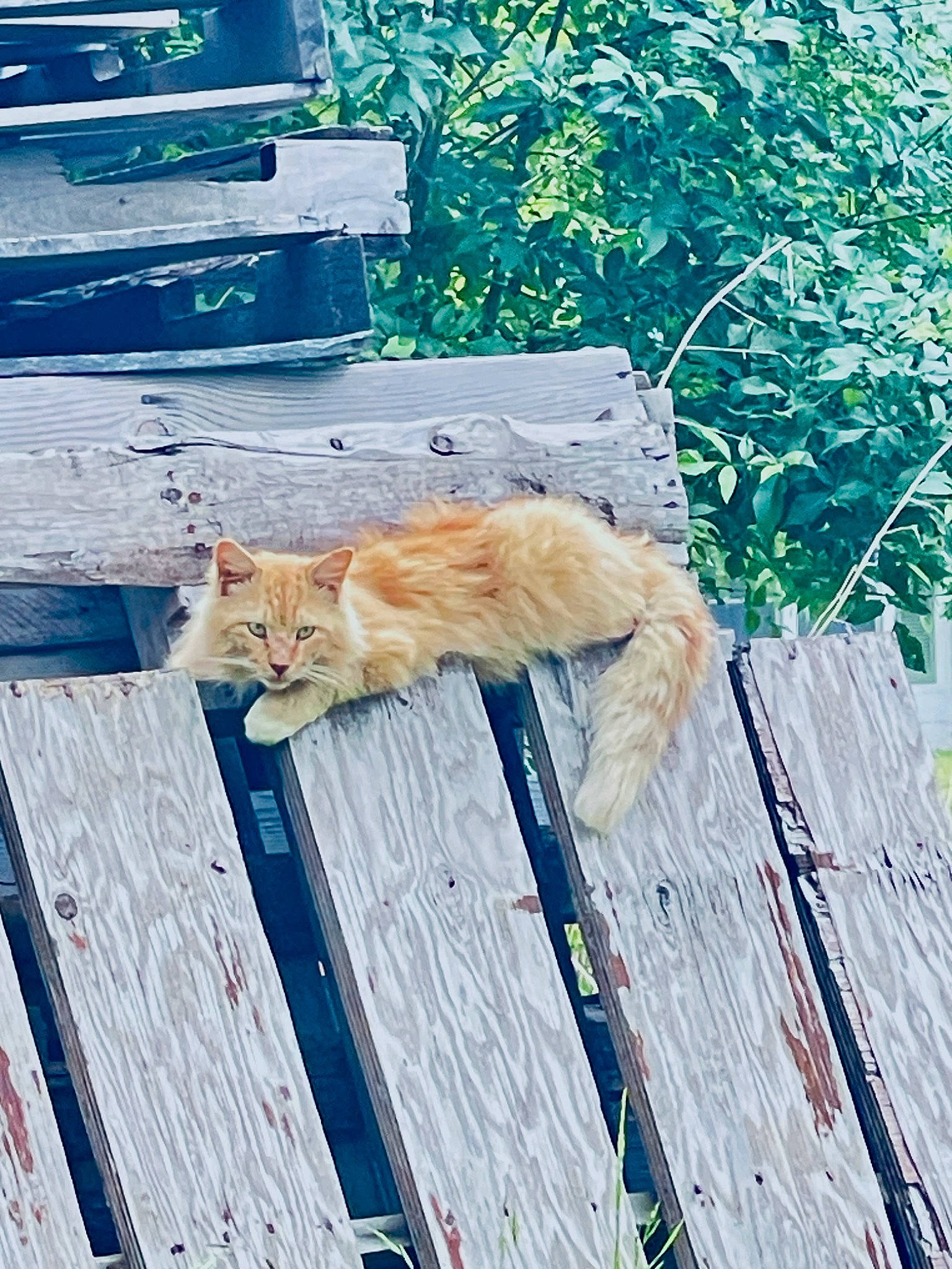 Bubba joined the competition — help win amazing prizes! blue, carnivore, cat, domestic_short_haired_cat, electric_blue, fawn, felidae, fur, grass, hardwood, plant, road_surface, small_to_medium_sized_cats, tail, tints_and_shades, twig, whiskers, winter, wood, wood_stain