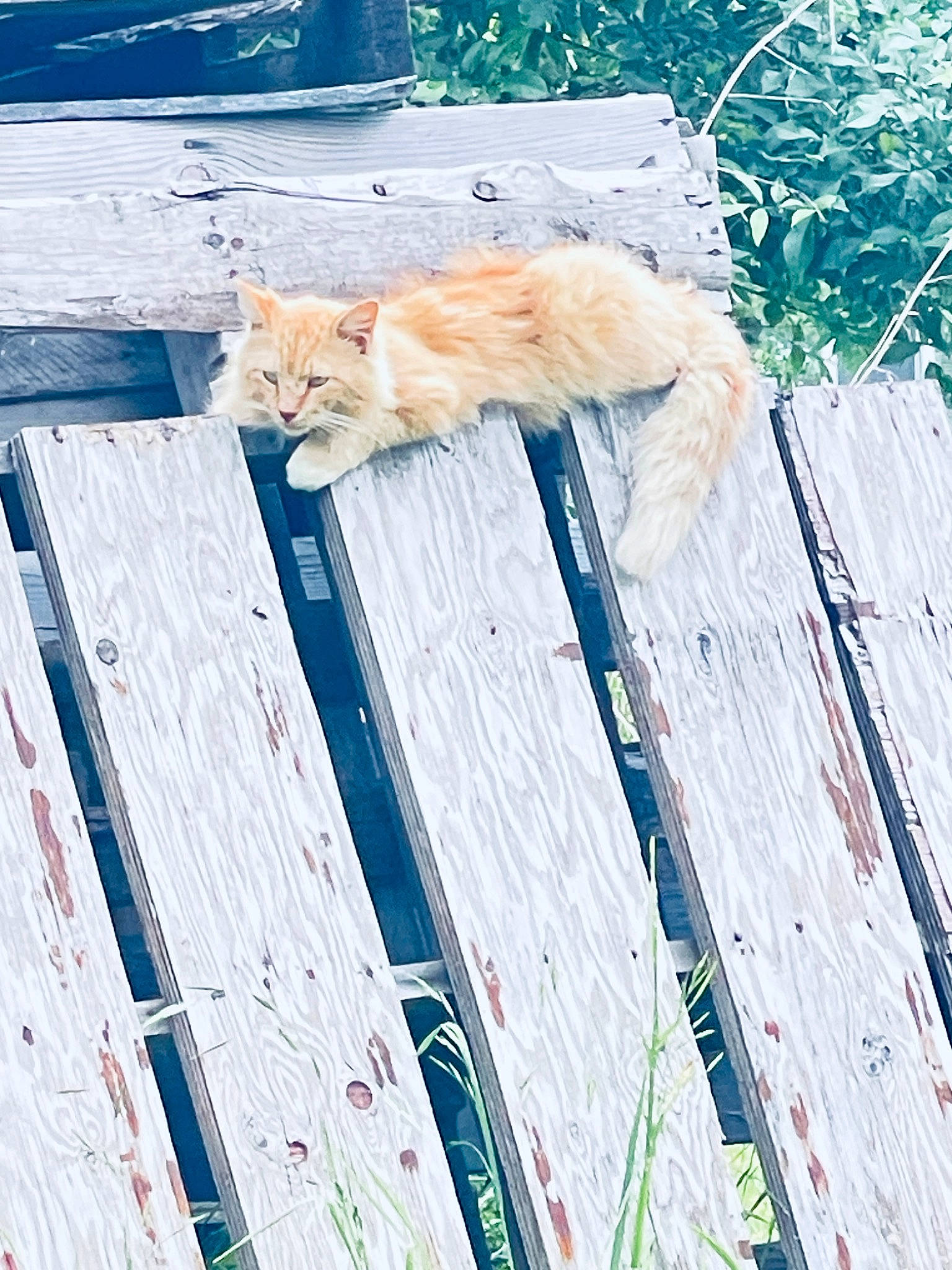 Bubba joined the competition — help win amazing prizes! blue, carnivore, cat, domestic_short_haired_cat, electric_blue, fawn, felidae, fur, grass, hardwood, pattern, sitting, small_to_medium_sized_cats, tail, trunk, twig, whiskers, winter, wood, wood_stain