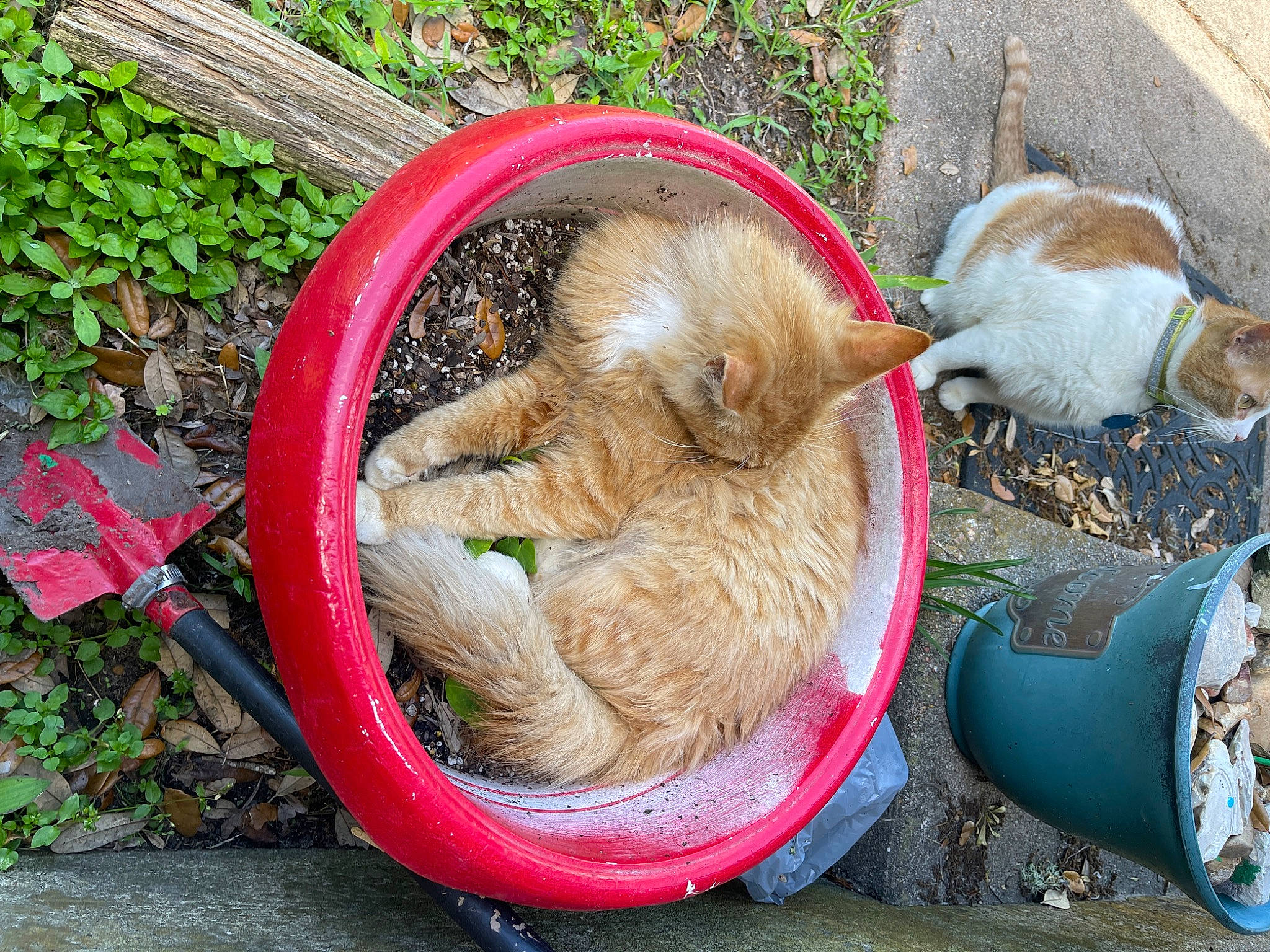 Bubba is registered to the contest to win money with this photo: basket, canidae, carnivore, cat, companion_dog, dog_breed, domestic_short_haired_cat, fawn, felidae, fur, grass, plant, sitting, small_to_medium_sized_cats, sporting_group, tail, terrestrial_animal, whiskers