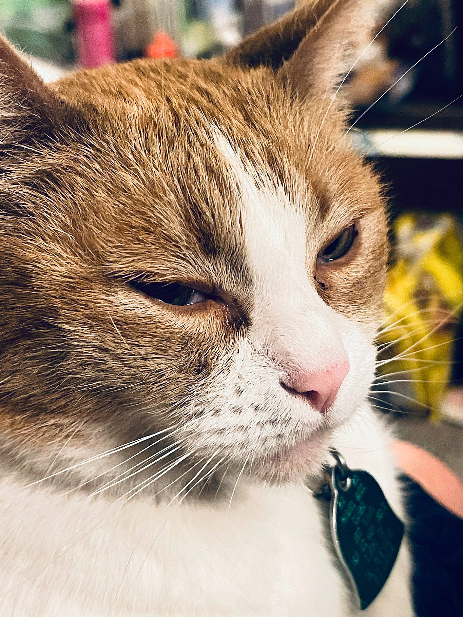 Lil'Bit joined the competition — help win amazing prizes! carnivore, cat, domestic_short_haired_cat, eye, felidae, fur, grass, small_to_medium_sized_cats, snout, terrestrial_animal, tree, whiskers, window