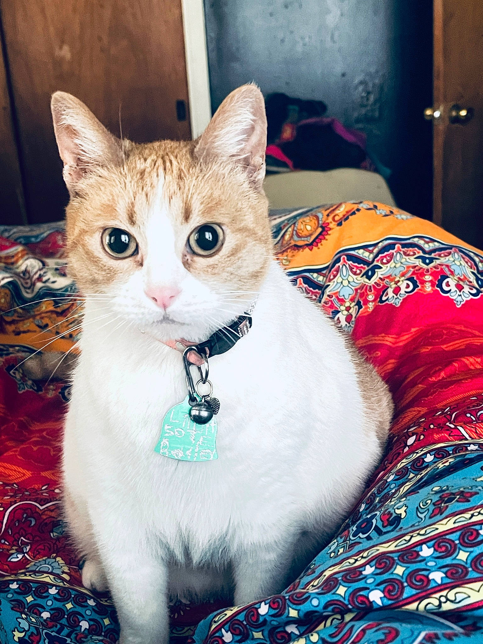 Lil'Bit joined the competition — help win amazing prizes! carnivore, cat, collar, comfort, domestic_short_haired_cat, felidae, fur, linens, pattern, paw, pet_supply, small_to_medium_sized_cats, snout, tail, textile, whiskers, window