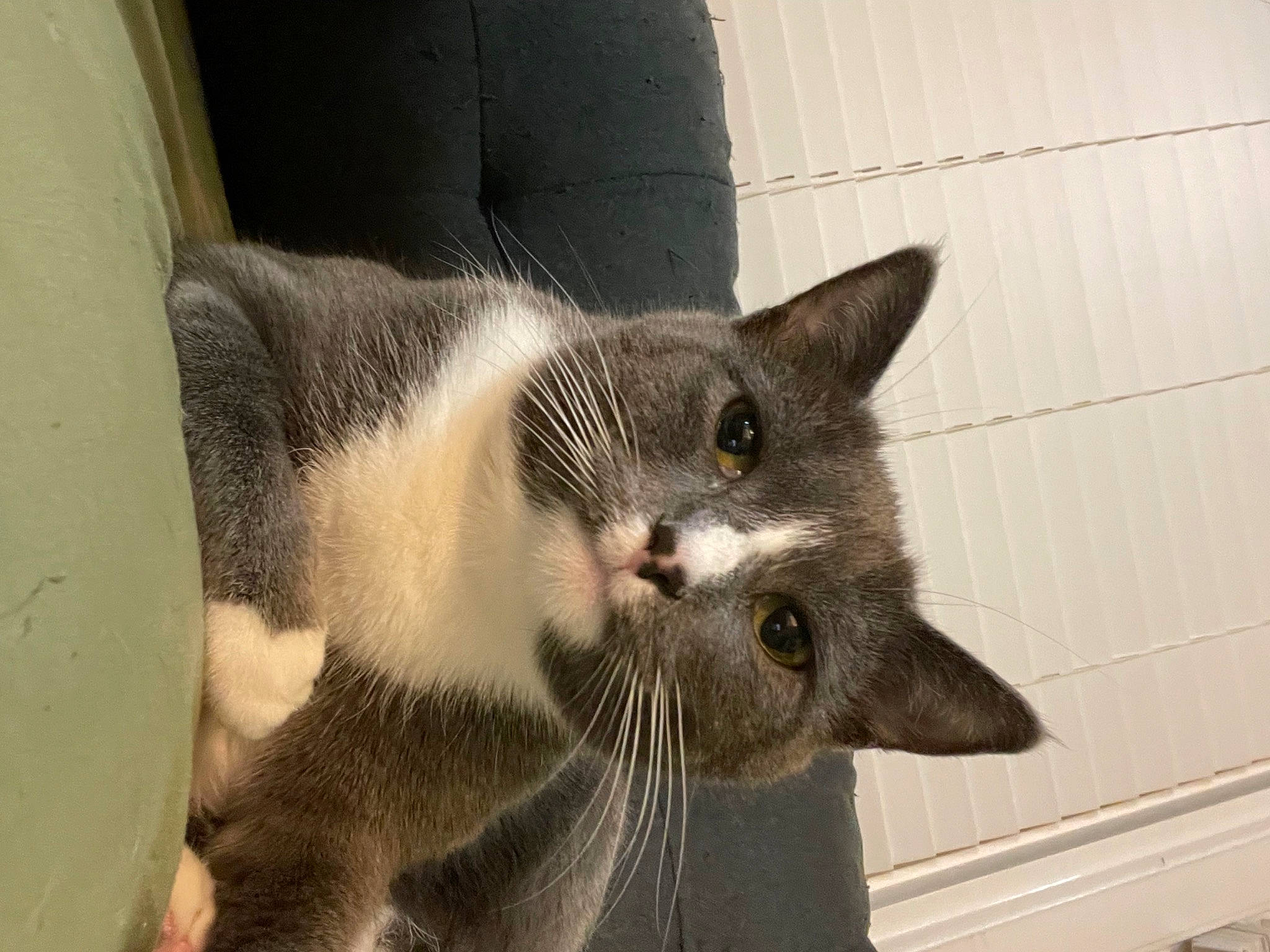 Haru is registered to the contest to win money with this photo: carnivore, cat, cat_supply, claw, comfort, domestic_short_haired_cat, ear, felidae, fur, paw, photo_caption, small_to_medium_sized_cats, snout, tail, whiskers, window