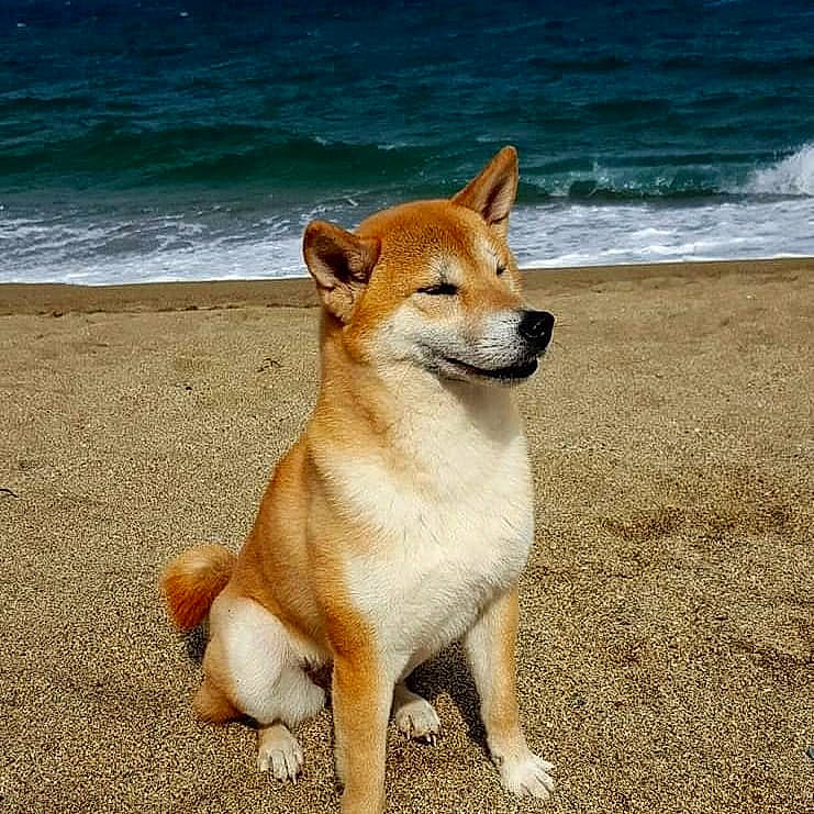 Elka a rejoint le concours — aidez-le/la à gagner de superbes lots ! akita, akita_inu, ancient_dog_breeds, canaan_dog, canidae, carnivore, carolina_dog, companion_dog, dingo, dog, dog_breed, fawn, hokkaido, korean_jindo_dog, mammal, new_guinea_singing_dog, non_sporting_group, shiba_inu, shikoku, vertebrate