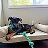dog, doberman, puppy, pet_bed, rope_toy, indoor, window, sunlight, playing, resting, animal, brown, black, furniture, floor, cozy, cute, young_dog, home, relaxed
