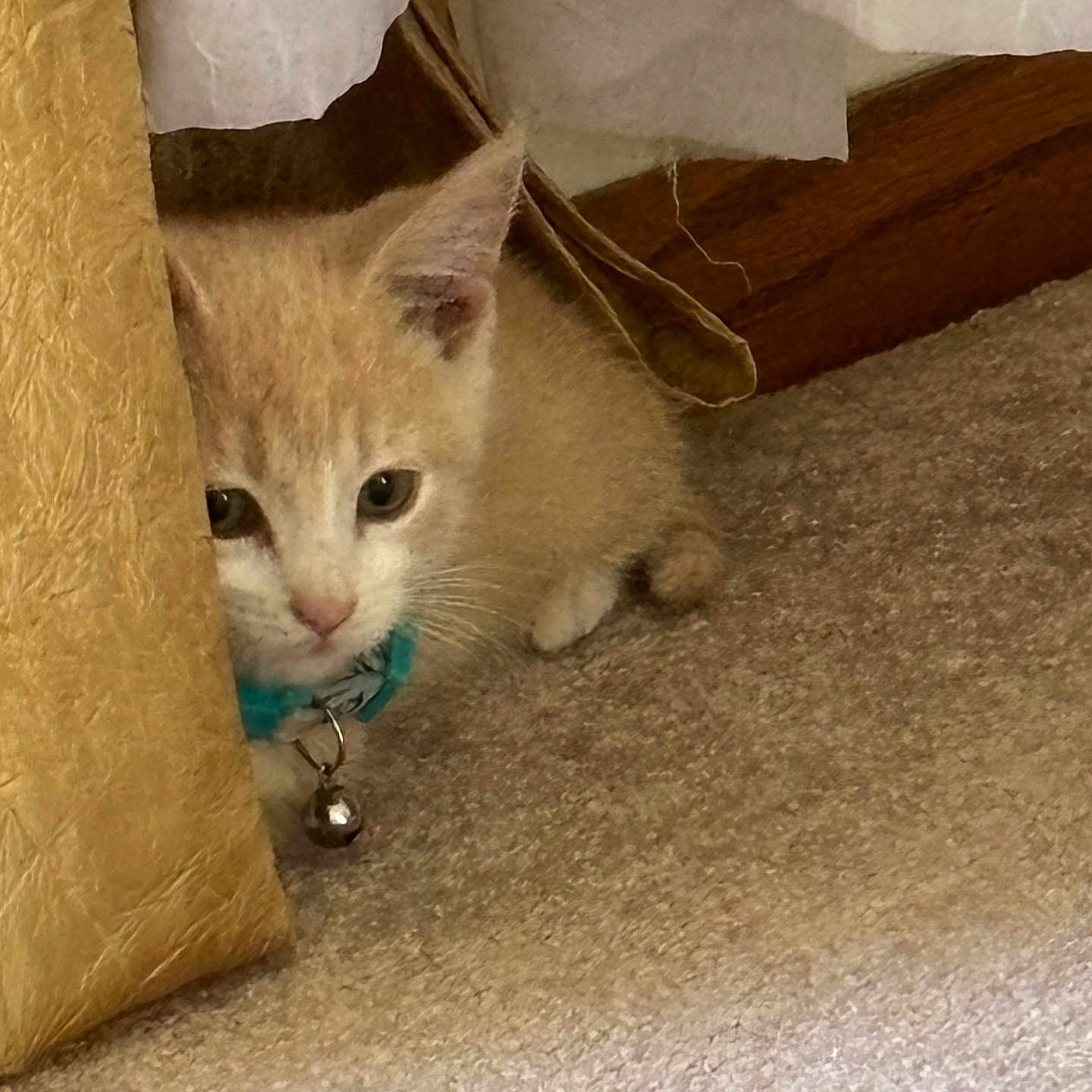 Milo is registered to the contest to win money with this photo: animal, bell, carpet, cat, collar, curious, curtain, cute, ears, feline, floor, fur, hiding, indoor, kitten, peeking, pet, small, whiskers, wood