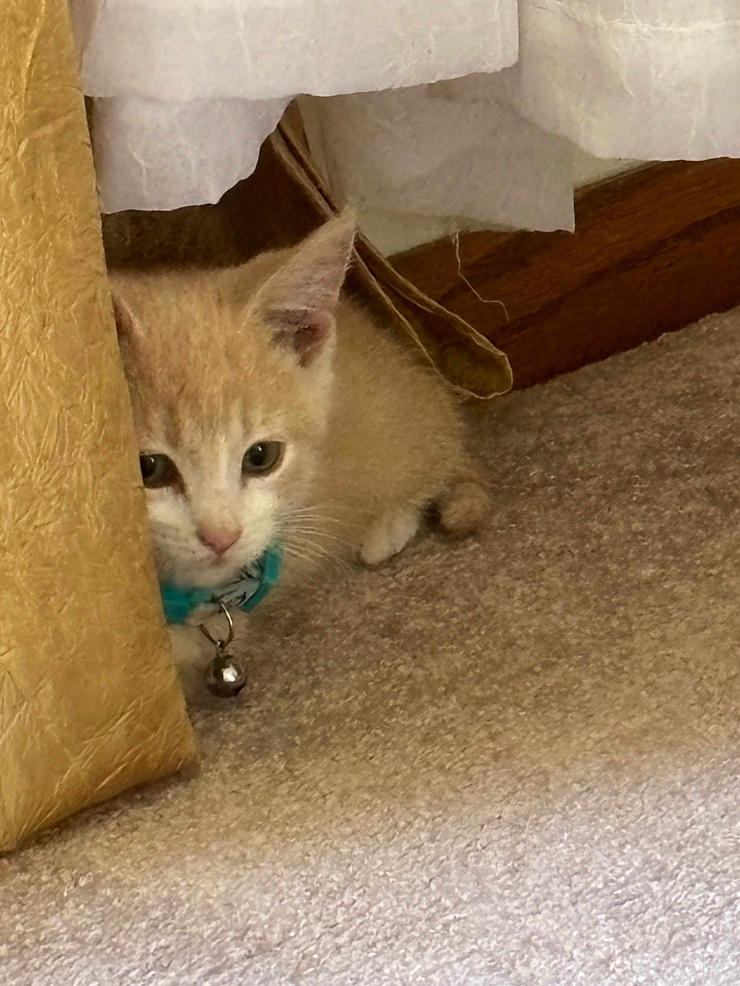 Milo is registered to the contest to win money with this photo: kitten, cat, collar, bell, curtain, carpet, floor, wood, pet, animal, feline, indoor, cute, small, fur, whiskers, ears, peeking, hiding, curious