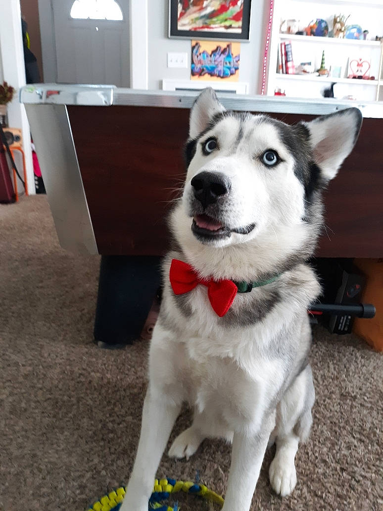 Rosco joined the competition — help win amazing prizes! ancient_dog_breeds, canidae, carnivore, companion_dog, dog, dog_breed, dog_supply, flooring, fur, picture_frame, room, shelf, siberian_husky, sled_dog, snout, sporting_group, table, tail, working_animal, working_dog