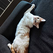 Thomas is registered to the contest to win money with this photo: animal, blinds, cat, couch, ears, feline, fluffy, furniture, home, indoor, light, orange, paw, pet, relaxed, stretching, tail, whiskers, white, window