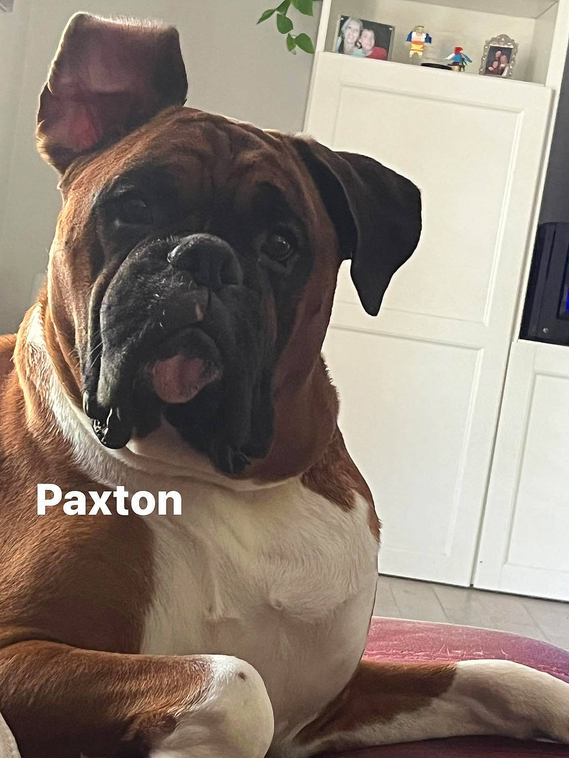 Paxton
