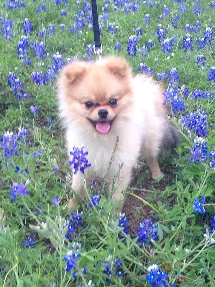 Shelby is registered to the contest to win money with this photo: blue, carnivore, companion_dog, dog, dog_breed, electric_blue, fawn, flower, flowering_plant, german_spitz, german_spitz_klein, german_spitz_mittel, grass, groundcover, herbaceous_plant, iris, petal, plant, spitz, toy_dog