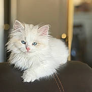 Magnus joined the competition — help win amazing prizes! cat, kitten, white_cat, fluffy, longhaired, blue_eyes, pink_nose, feline, pet, animal, portrait, sitting, indoors, leather_seat, warm_lighting, shallow_depth_of_field, bokeh, cute, fur, relaxed