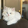cat, kitten, white_cat, fluffy, longhaired, blue_eyes, pink_nose, feline, pet, animal, portrait, sitting, indoors, leather_seat, warm_lighting, shallow_depth_of_field, bokeh, cute, fur, relaxed