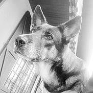 Nikita participe au concours pour gagner de l'argent avec cette photo : dog, german_shepherd, pet, animal, portrait, indoor, window, door, fur, ears, whiskers, canine, closeup, looking_away, black_and_white, domestic_animal, house, lighting, expression, muzzle
