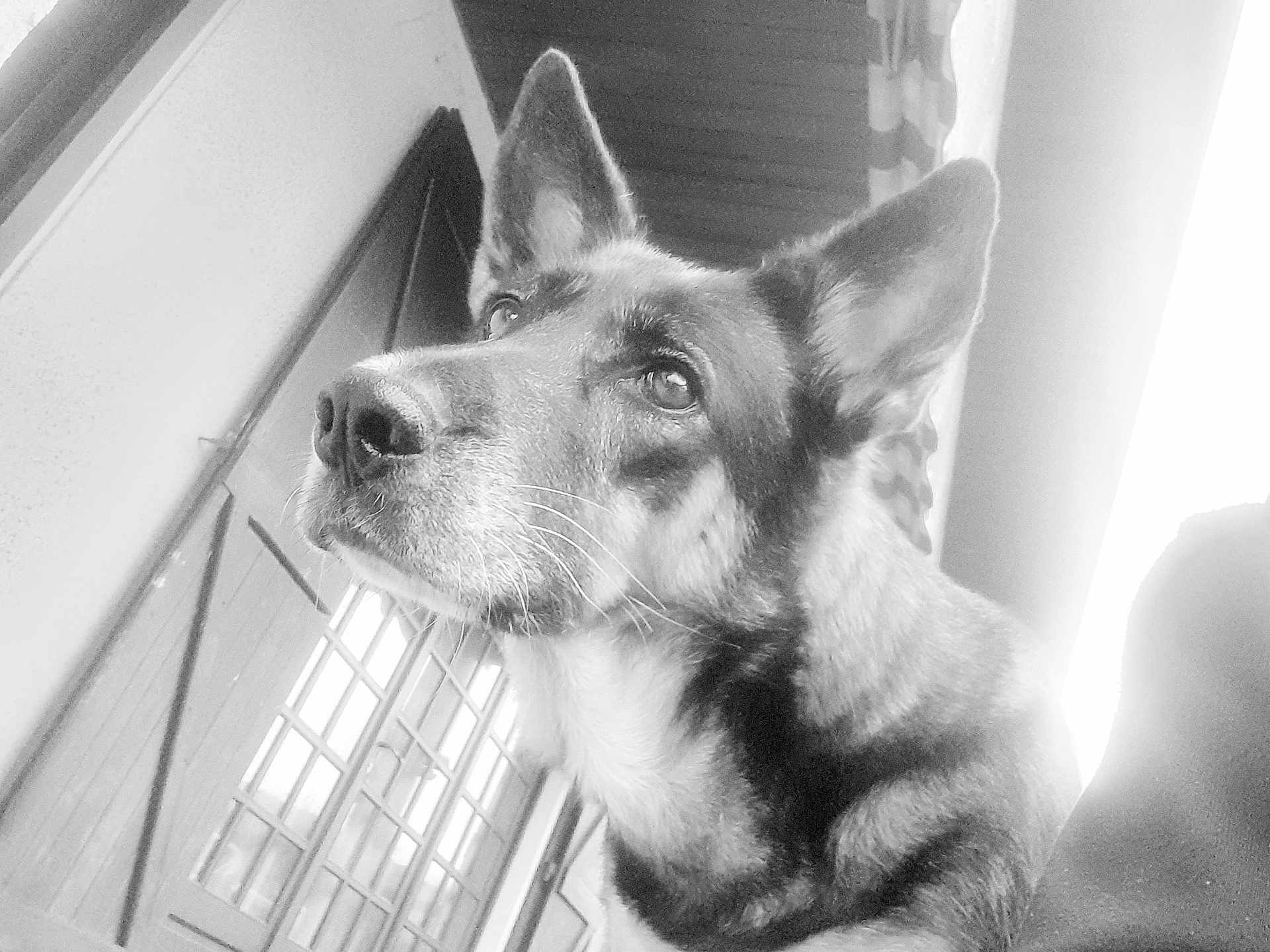 Nikita participe au concours pour gagner de l'argent avec cette photo : dog, german_shepherd, pet, animal, portrait, indoor, window, door, fur, ears, whiskers, canine, closeup, looking_away, black_and_white, domestic_animal, house, lighting, expression, muzzle