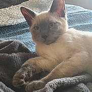 Rufus is registered to the contest to win money with this photo: cat, animal, pet, feline, fur, paw, blanket, bed, indoor, resting, cozy, soft, light, window, relaxed, cute, ears, whiskers, comfort, sleepy