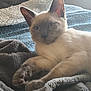 cat, animal, pet, feline, fur, paw, blanket, bed, indoor, resting, cozy, soft, light, window, relaxed, cute, ears, whiskers, comfort, sleepy