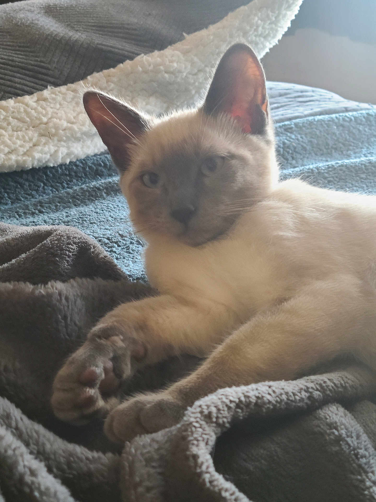 Rufus is registered to the contest to win money with this photo: cat, animal, pet, feline, fur, paw, blanket, bed, indoor, resting, cozy, soft, light, window, relaxed, cute, ears, whiskers, comfort, sleepy