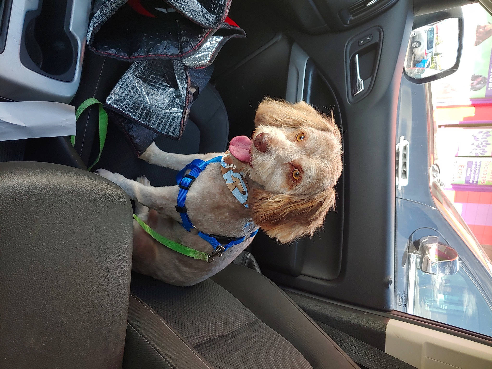 Sammy joined the competition — help win amazing prizes! auto_part, automotive_design, automotive_exterior, automotive_lighting, automotive_mirror, automotive_tail_brake_light, automotive_window_part, car, car_seat, car_seat_cover, family_car, luxury_vehicle, mammal, mode_of_transport, motor_vehicle, personal_luxury_car, steering_wheel, vehicle, vehicle_door, windshield