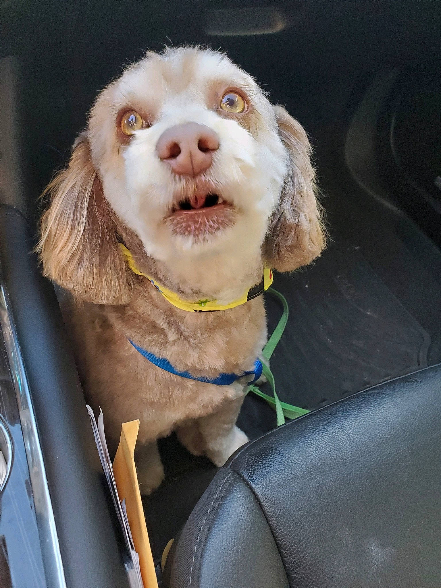 Sammy joined the competition — help win amazing prizes! canidae, car, carnivore, collar, companion_dog, dog, dog_breed, dog_collar, fur, glass, gun_dog, leash, liver, snout, sporting_group, vehicle, vehicle_door, whiskers, windshield, working_animal