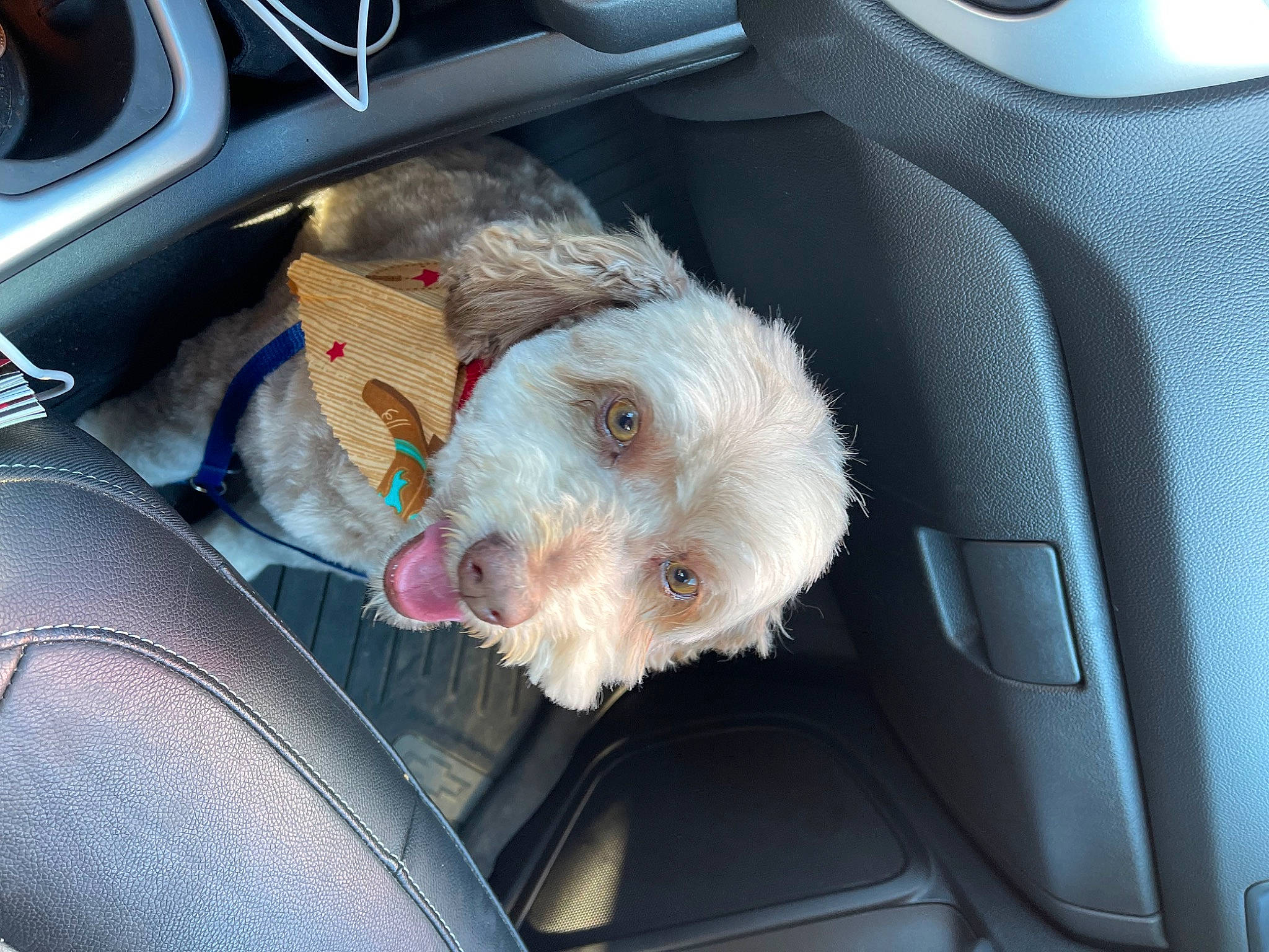 Sammy is registered to the contest to win money with this photo: auto_part, automotive_design, automotive_exterior, car, car_seat, car_seat_cover, carnivore, companion_dog, dog, dog_breed, family_car, fawn, light, motor_vehicle, personal_luxury_car, seat_belt, stuffed_toy, trunk, vehicle, vehicle_door