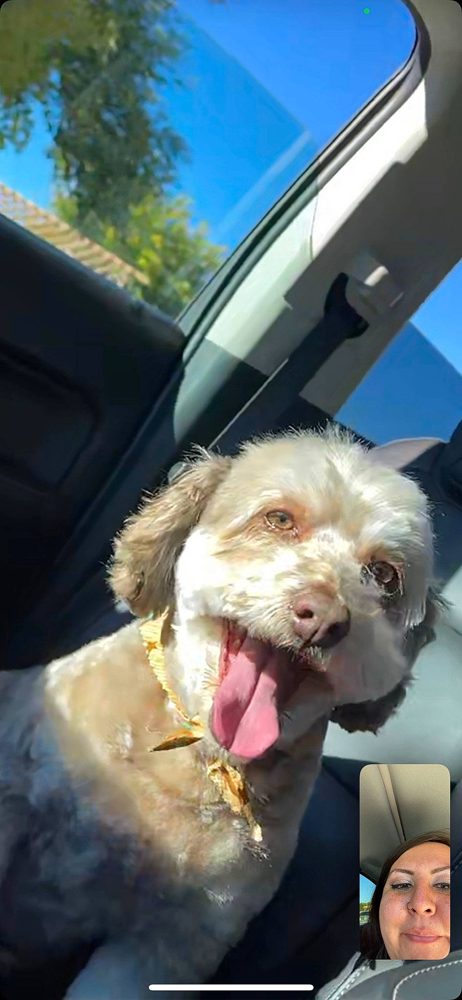 Sammy joined the competition — help win amazing prizes! auto_part, canidae, car_seat, carnivore, collar, companion_dog, dog, dog_breed, dog_collar, eyewear, fur, leash, liver, radio, sky, snout, spaniel, sporting_group, terrier, working_animal