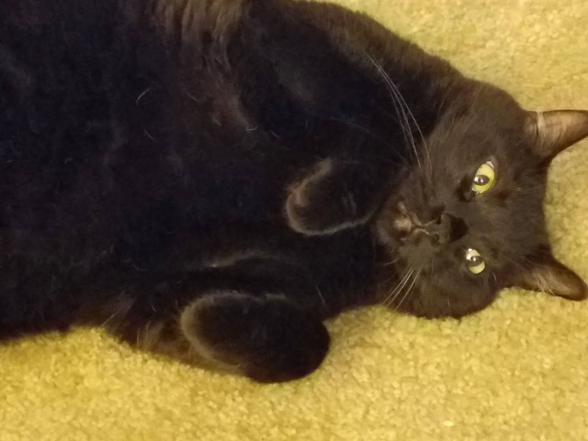 Money Bear is registered to the contest to win money with this photo: black_cat, bombay, carnivore, cat, claw, domestic_short_haired_cat, felidae, fur, paw, small_to_medium_sized_cats, snout, tail, terrestrial_animal, whiskers