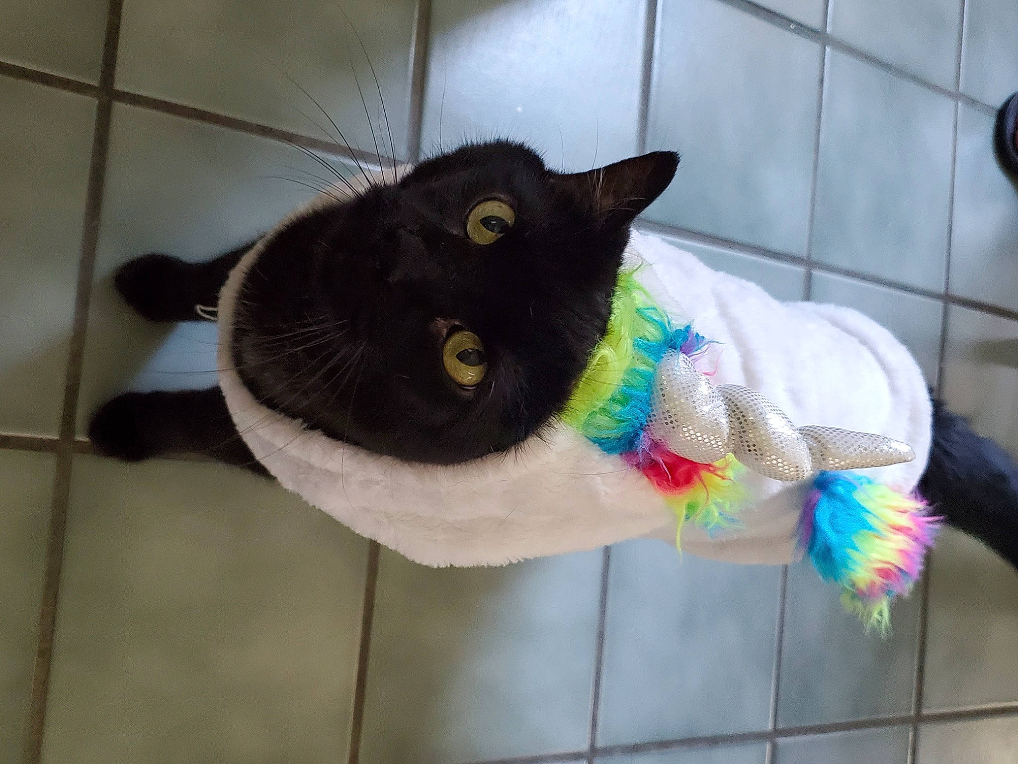 Money Bear joined the competition — help win amazing prizes! carnivore, cat, dog_supply, domestic_short_haired_cat, felidae, flooring, fur, linens, mammal, natural_material, pet_supply, plush, small_to_medium_sized_cats, snout, stuffed_toy, tail, thread, whiskers, window, wool