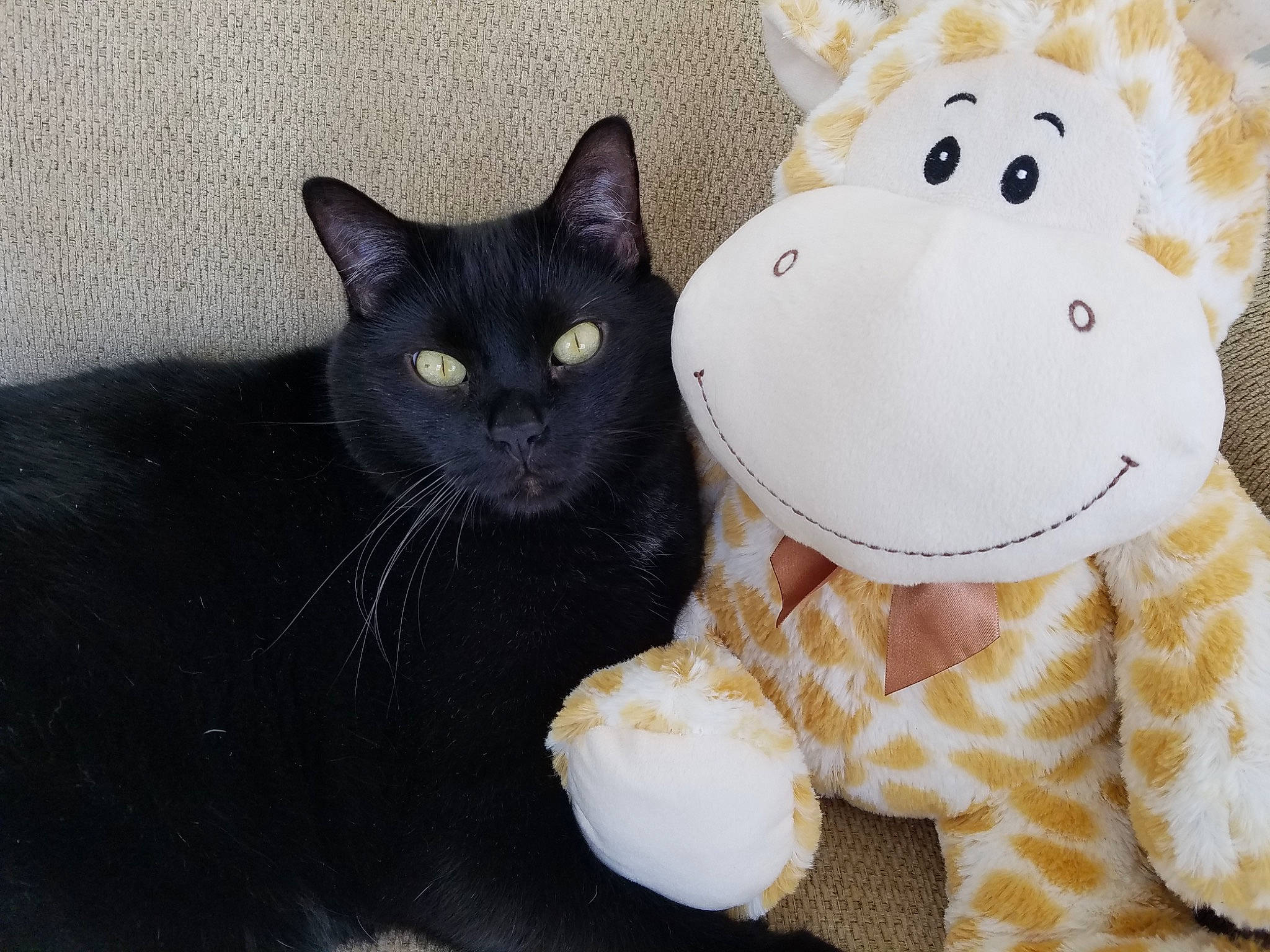Money Bear joined the competition — help win amazing prizes! baby_toys, black_cat, bombay, carnivore, cat, domestic_short_haired_cat, fashion_accessory, felidae, fur, paw, plush, small_to_medium_sized_cats, snout, stuffed_toy, tail, teddy_bear, toy, whiskers, white, wool