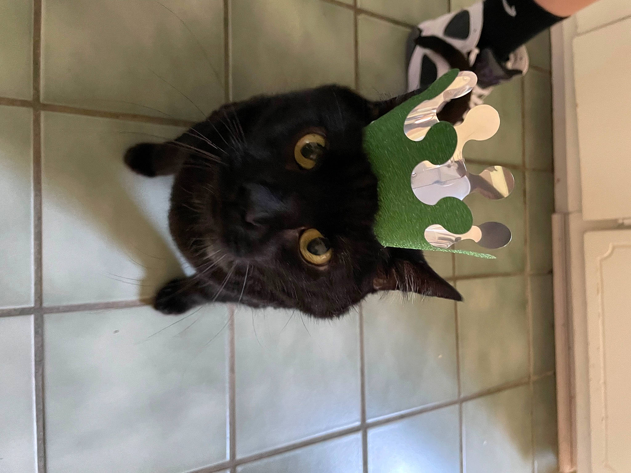 Money Bear is registered to the contest to win money with this photo: black_cat, bombay, carnivore, cat, claw, domestic_short_haired_cat, felidae, flooring, fur, pet_supply, plant, small_to_medium_sized_cats, snout, tail, terrestrial_animal, tile, whiskers