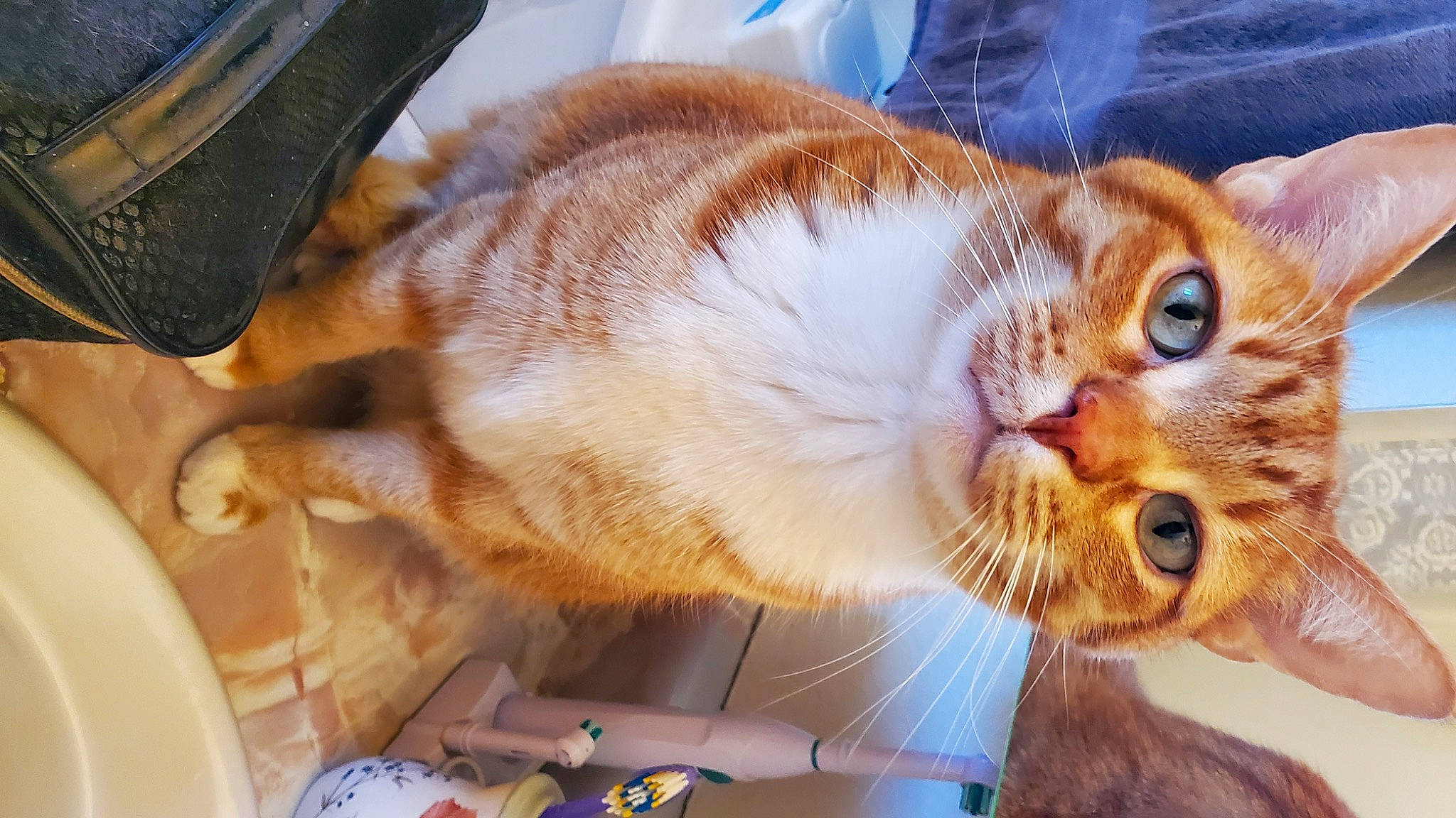 Pickles joined the competition — help win amazing prizes! carnivore, cat, claw, comfort, domestic_short_haired_cat, ear, fawn, felidae, fur, lap, paw, photo_caption, plant, small_to_medium_sized_cats, snout, tail, tree, whiskers