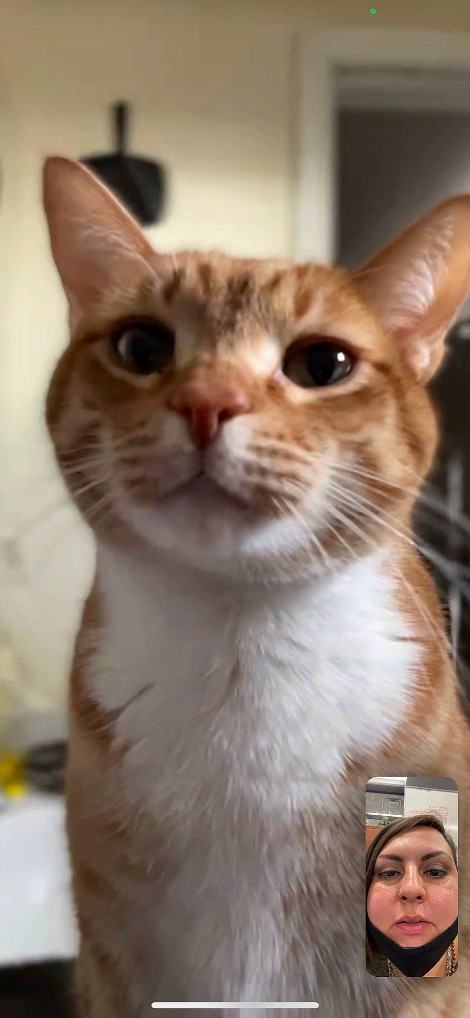 Pickles is registered to the contest to win money with this photo: carnivore, cat, domestic_short_haired_cat, fawn, felidae, fur, head, mobile_phone, pet_supply, small_to_medium_sized_cats, snout, whiskers, window