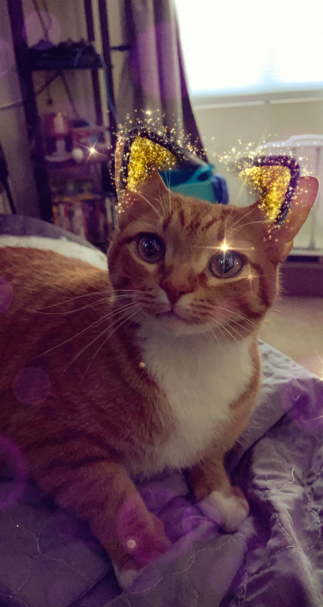 Pickles joined the competition — help win amazing prizes! carnivore, cat, domestic_short_haired_cat, fashion_accessory, fawn, felidae, fur, hat, holiday, magenta, metal, paw, plant, selfie, small_to_medium_sized_cats, tail, tree, whiskers, window