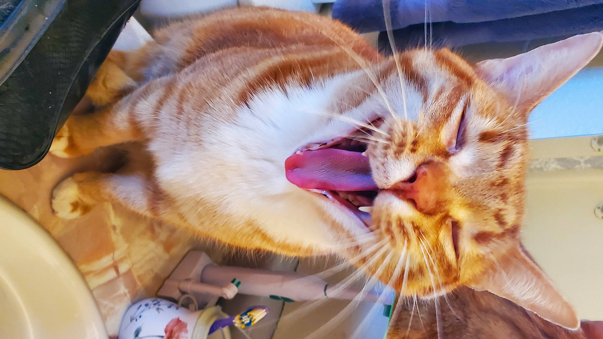 Pickles joined the competition — help win amazing prizes! carnivore, cat, claw, close_up, comfort, domestic_short_haired_cat, fawn, felidae, fur, happy, love, nap, paw, selfie, sleep, small_to_medium_sized_cats, snout, tail, whiskers