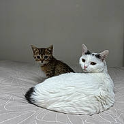 Vanille participe au concours pour gagner de l'argent avec cette photo : cat, kitten, tabby, white_cat, bed, indoor, pet, animal, feline, fur, relaxed, curious, looking_at_camera, patterned_bedspread, domestic_animal, two_animals, cute, resting, companions, cozy