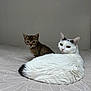 cat, kitten, tabby, white_cat, bed, indoor, pet, animal, feline, fur, relaxed, curious, looking_at_camera, patterned_bedspread, domestic_animal, two_animals, cute, resting, companions, cozy