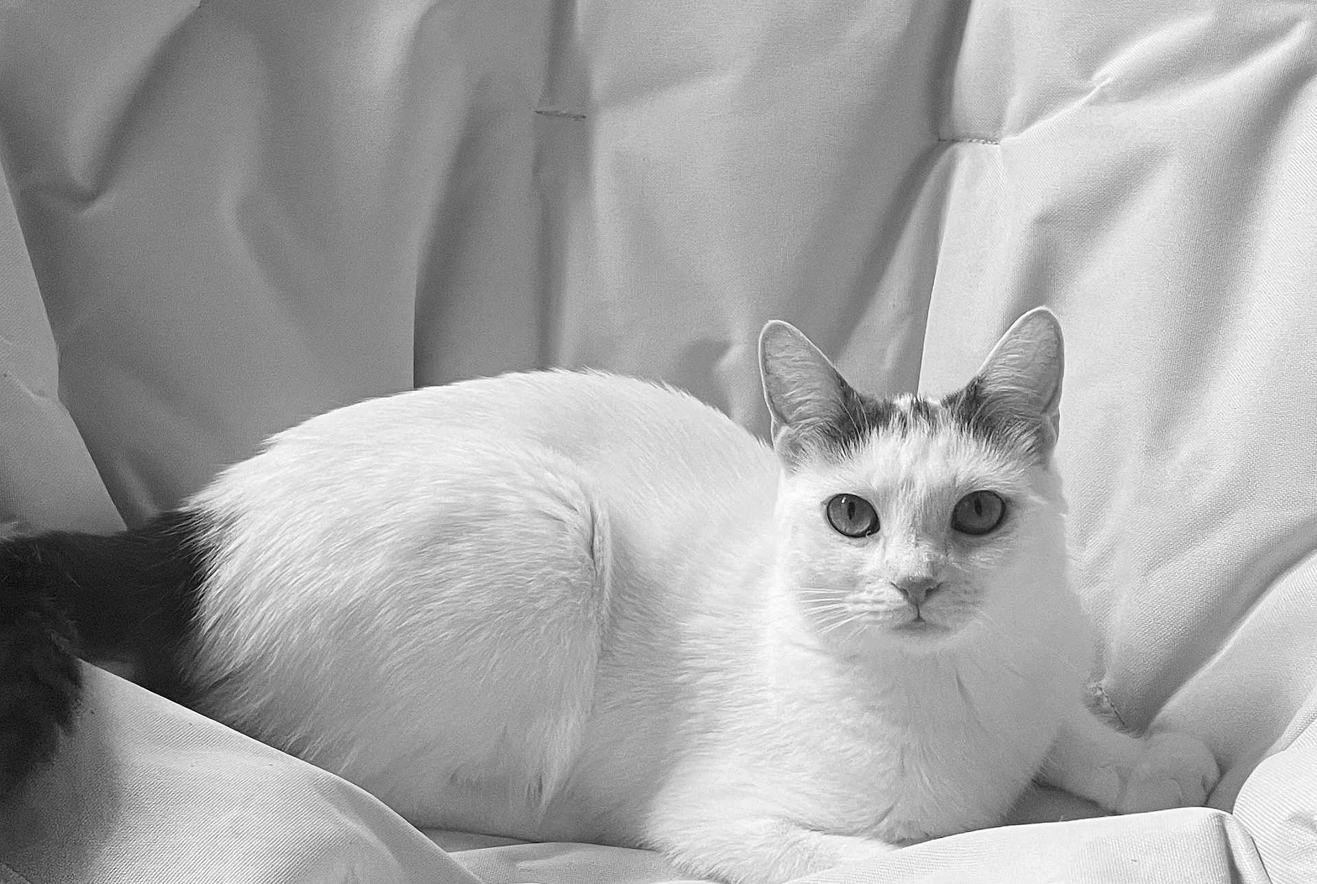Vanille a rejoint le concours — aidez-le/la à gagner de superbes lots ! cat, white_cat, animal, pet, feline, relaxed, resting, indoor, soft_fabric, closeup, portrait, ears, whiskers, tail, fur, looking, sitting, comfort, monochrome, black_and_white