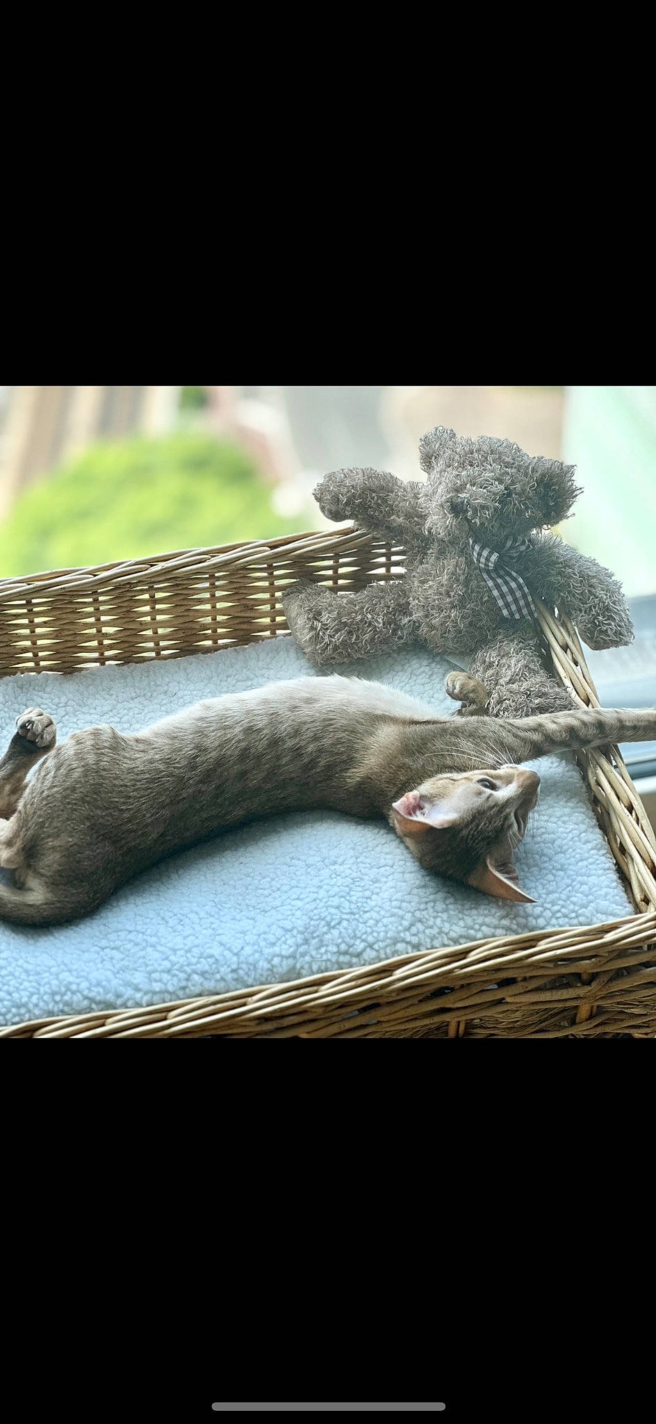 Uzu a rejoint le concours — aidez-le/la à gagner de superbes lots ! feather, fish, foot, fur, glove, grass, human_leg, paw, plant, sock, still_life_photography, tail, tree, trunk, twig, whiskers, wildlife, wood, wool, woven_fabric