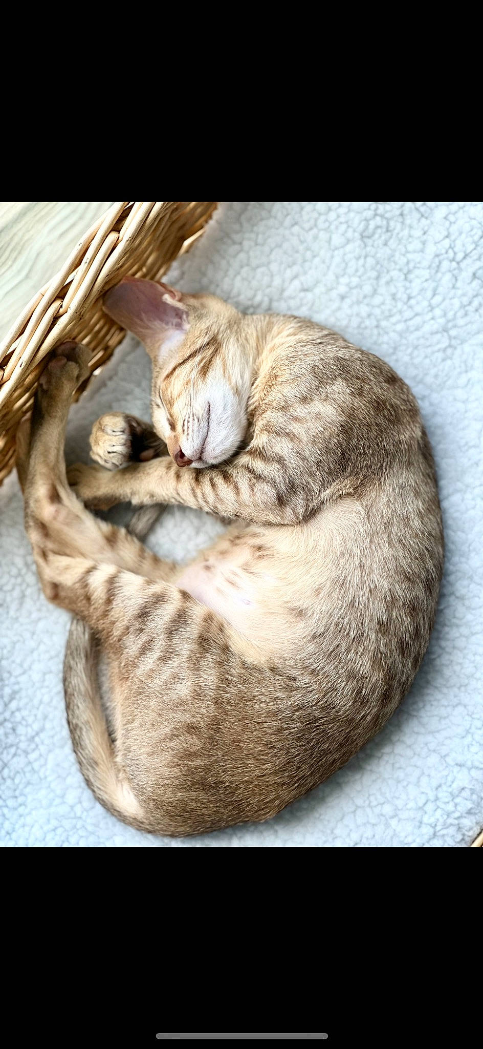 Uzu a rejoint le concours — aidez-le/la à gagner de superbes lots ! carnivore, cat, cat_bed, cat_supply, comfort, domestic_short_haired_cat, fawn, felidae, fur, nap, paw, sleep, small_to_medium_sized_cats, snout, tail, terrestrial_animal, tree, whiskers, wildlife, wood