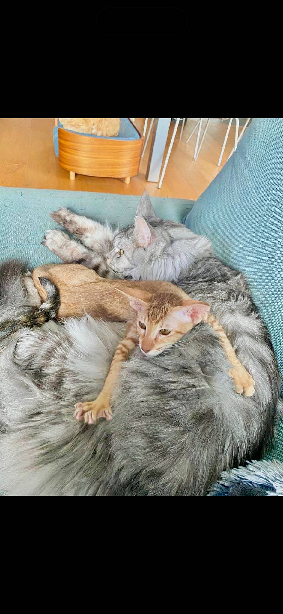 Uzu a rejoint le concours — aidez-le/la à gagner de superbes lots ! art, carnivore, cat, claw, comfort, couch, domestic_short_haired_cat, fawn, felidae, fur, hardwood, nap, paw, room, sleep, small_to_medium_sized_cats, tail, whiskers, wood