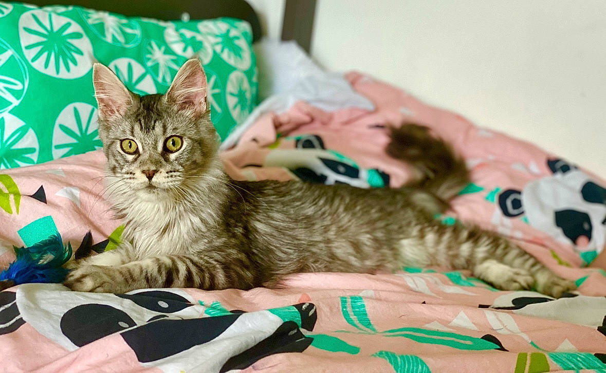 Socrate participe au concours pour gagner de l'argent avec cette photo : bed, carnivore, cat, claw, comfort, domestic_short_haired_cat, felidae, fur, green, linens, nap, pattern, paw, play, sitting, small_to_medium_sized_cats, tail, whiskers