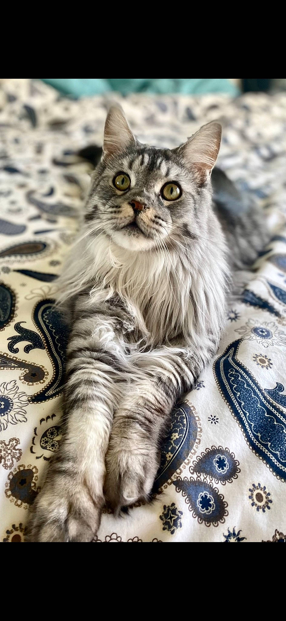 Socrate a rejoint le concours — aidez-le/la à gagner de superbes lots ! carnivore, cat, claw, domestic_short_haired_cat, felidae, fur, maine_coon, pattern, paw, sitting, small_to_medium_sized_cats, snout, tail, terrestrial_animal, whiskers, wildlife