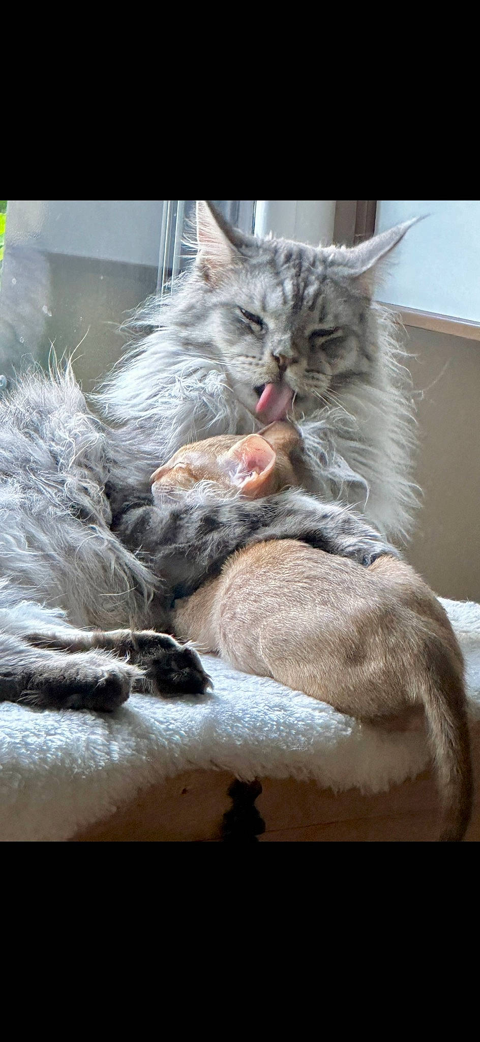 Socrate a rejoint le concours — aidez-le/la à gagner de superbes lots ! carnivore, cat, cat_supply, claw, comfort, domestic_short_haired_cat, felidae, fur, grey, nap, paw, photo_caption, sleep, small_to_medium_sized_cats, snout, tail, whiskers, window