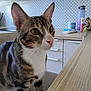 cat, tabby, domestic_cat, animal, pet, kitchen, chair, table, countertop, water_bottle, snacks, indoor, furniture, curious, whiskers, ears, face, eyes, domestic_life, household