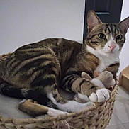 Tigrou participe au concours pour gagner de l'argent avec cette photo : cat, tabby_cat, pet, indoor, basket, stuffed_toy, animal, feline, relaxed, lying_down, whiskers, ears, paws, floor, stairs, home, domestic, fur, cute, companion
