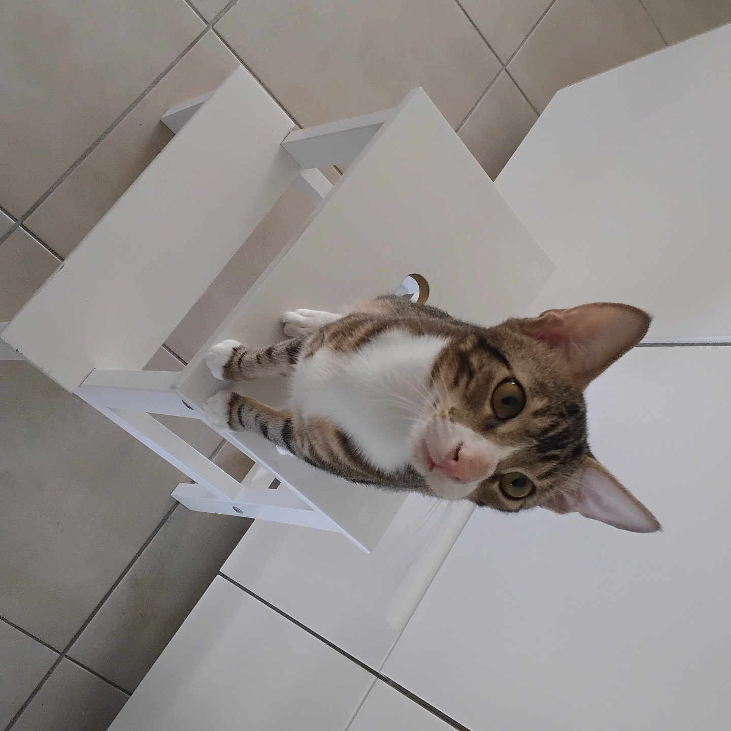 Tigrou a rejoint le concours — aidez-le/la à gagner de superbes lots ! appliance, cat, chair, clean, close_up, curious, domestic_animal, ears, feline, floor_tiles, head_tilt, household, indoor, kitchen, kitten, pet, sitting, tabby, whiskers, white_chair