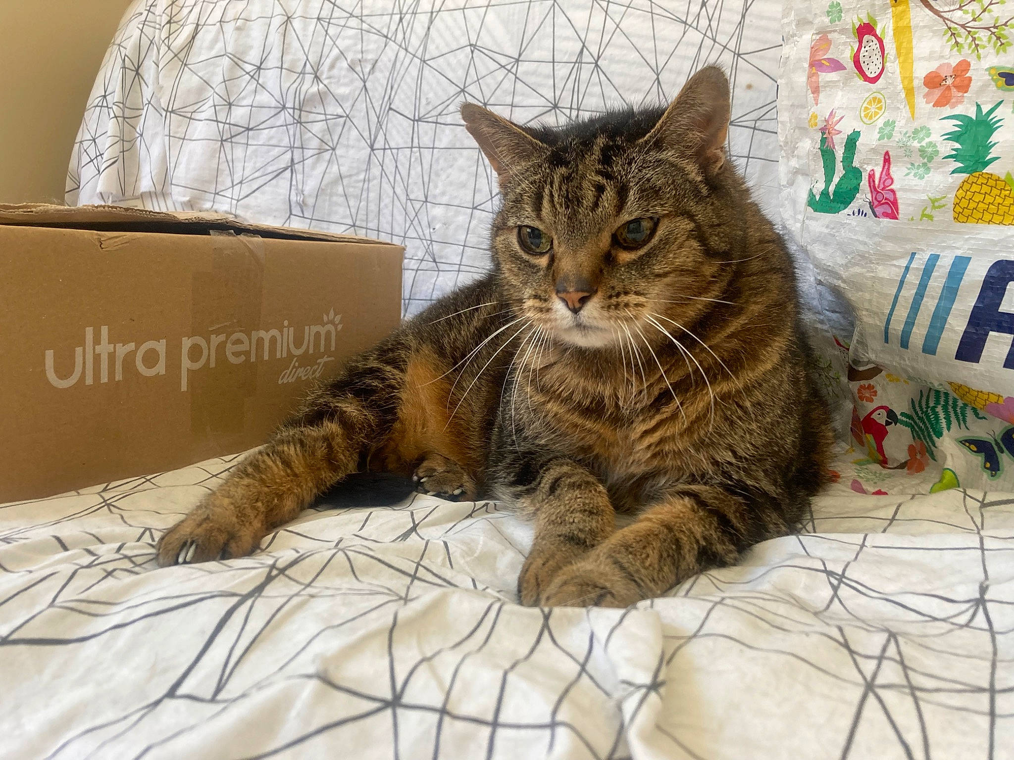 Yoda a rejoint le concours — aidez-le/la à gagner de superbes lots ! box, carnivore, carton, cat, claw, comfort, domestic_short_haired_cat, felidae, fur, linens, packaging_and_labeling, paw, pet_supply, shipping_box, small_to_medium_sized_cats, snout, tail, terrestrial_animal, tree, whiskers