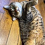 animal, cat, closeup, curious, cute, domestic_cat, feline, fur, green_eyes, indoor, laying_down, looking_up, mammal, paws, pet, relaxed, striped, tabby, whiskers, wooden_floor