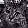 Chatoune a rejoint le concours — aidez-le/la à gagner de superbes lots ! animal, black_and_white, books, bookshelf, cat, close_up, curious, domestic_animal, ears, eyes, face, feline, fur, indoor, mammal, nose, pet, portrait, tabby, whiskers